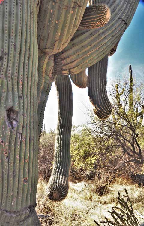 cactus